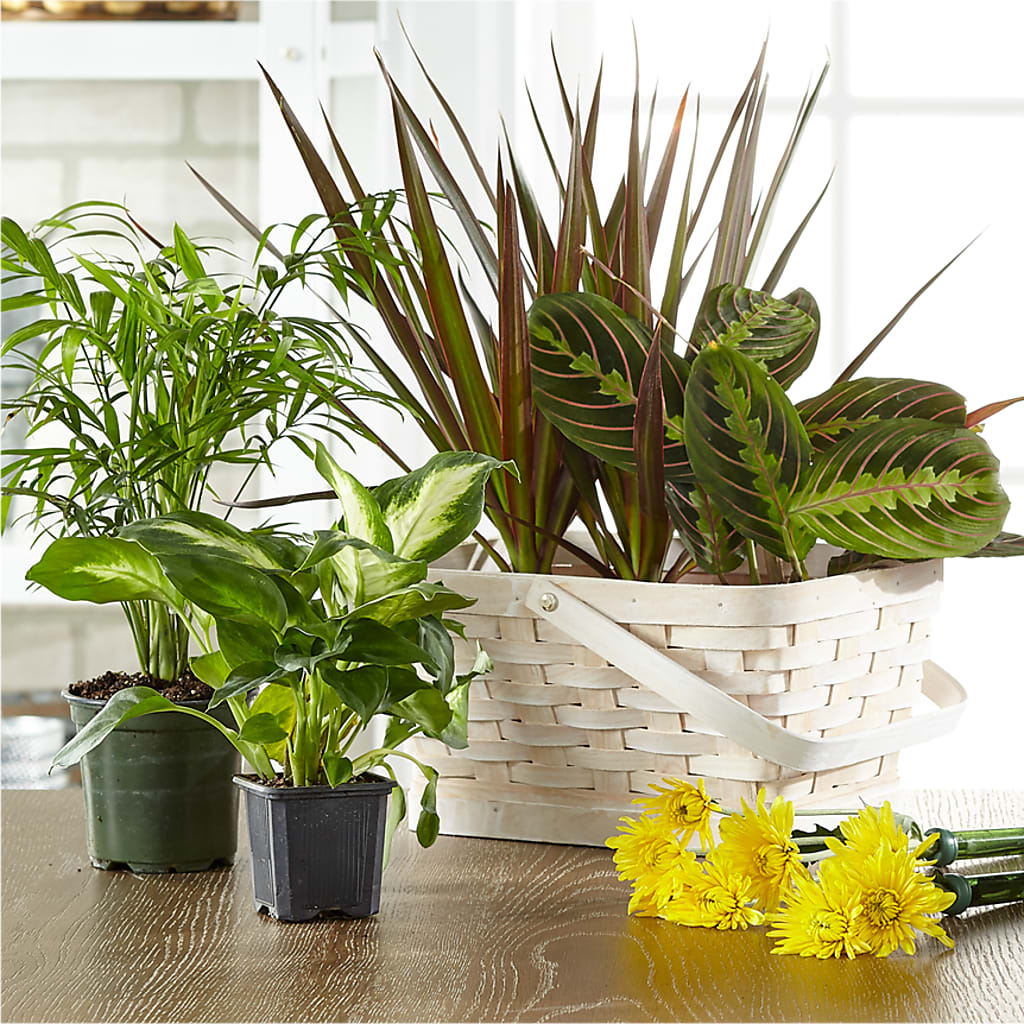 Florist Designed Blooming and Green Plants in a Basket – Red Rose Flowers, Salinas CA