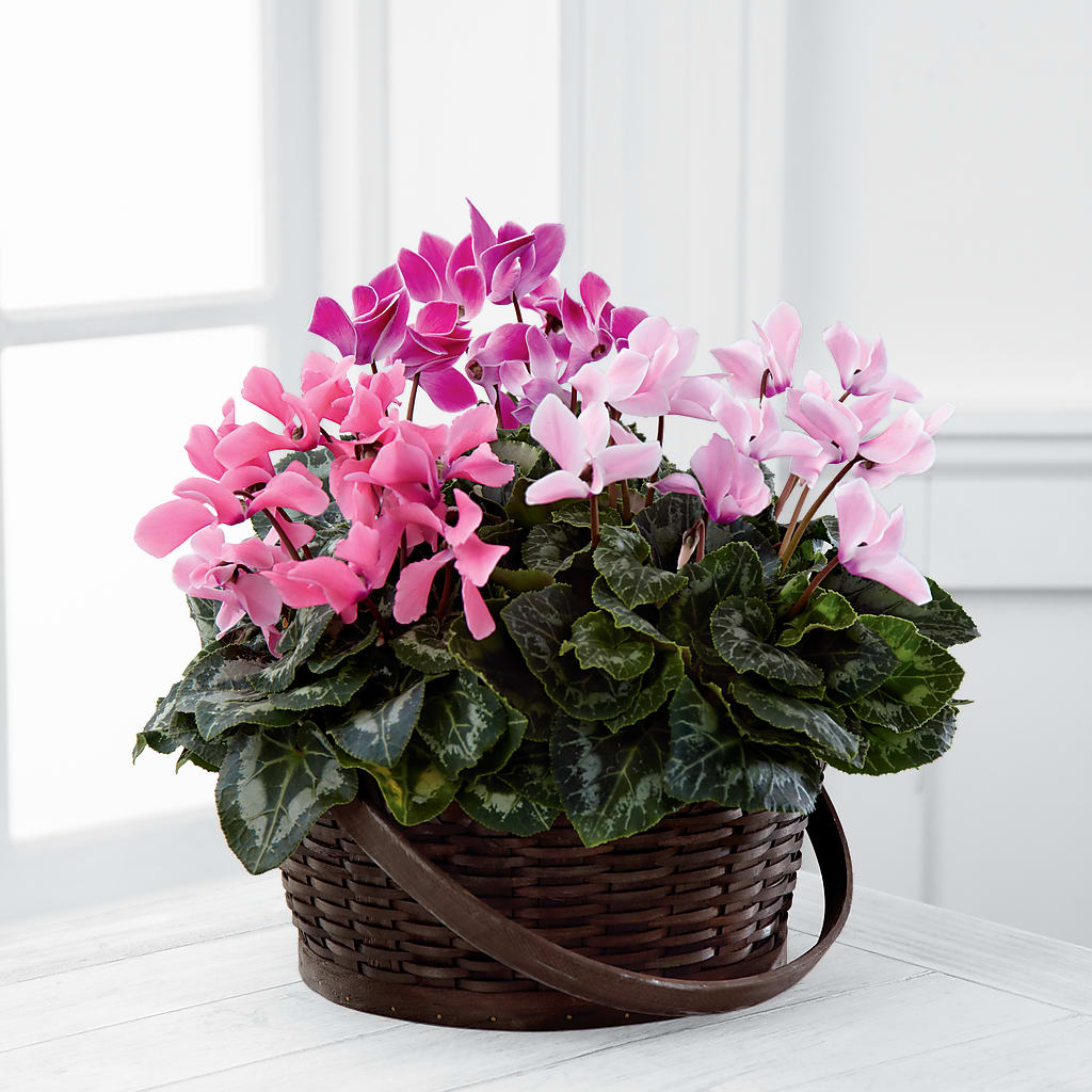 Mixed Cyclamen Planter – Red Rose Flowers, Salinas CA