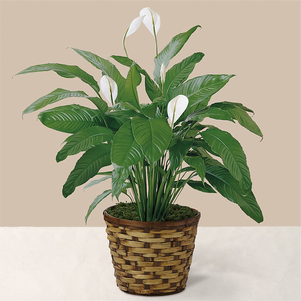 Tranquil Moments Peace Lily Plant – Red Rose Flowers, Salinas CA