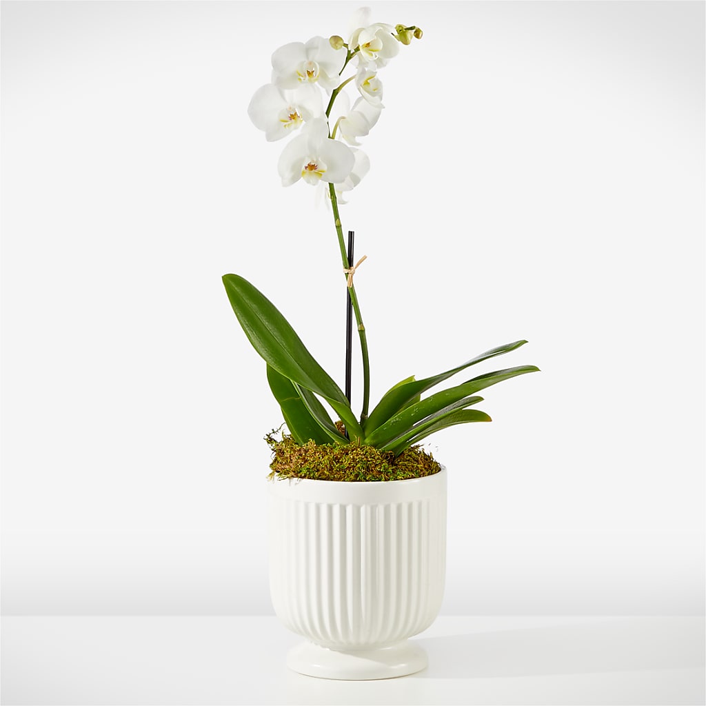 Whispering White Orchid – Red Rose Flowers, Salinas CA