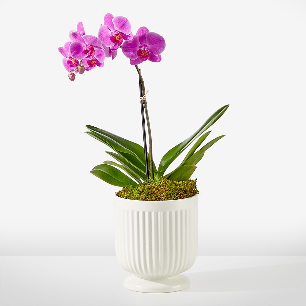 Friendly Fuchsia Orchid – Red Rose Flowers, Salinas CA