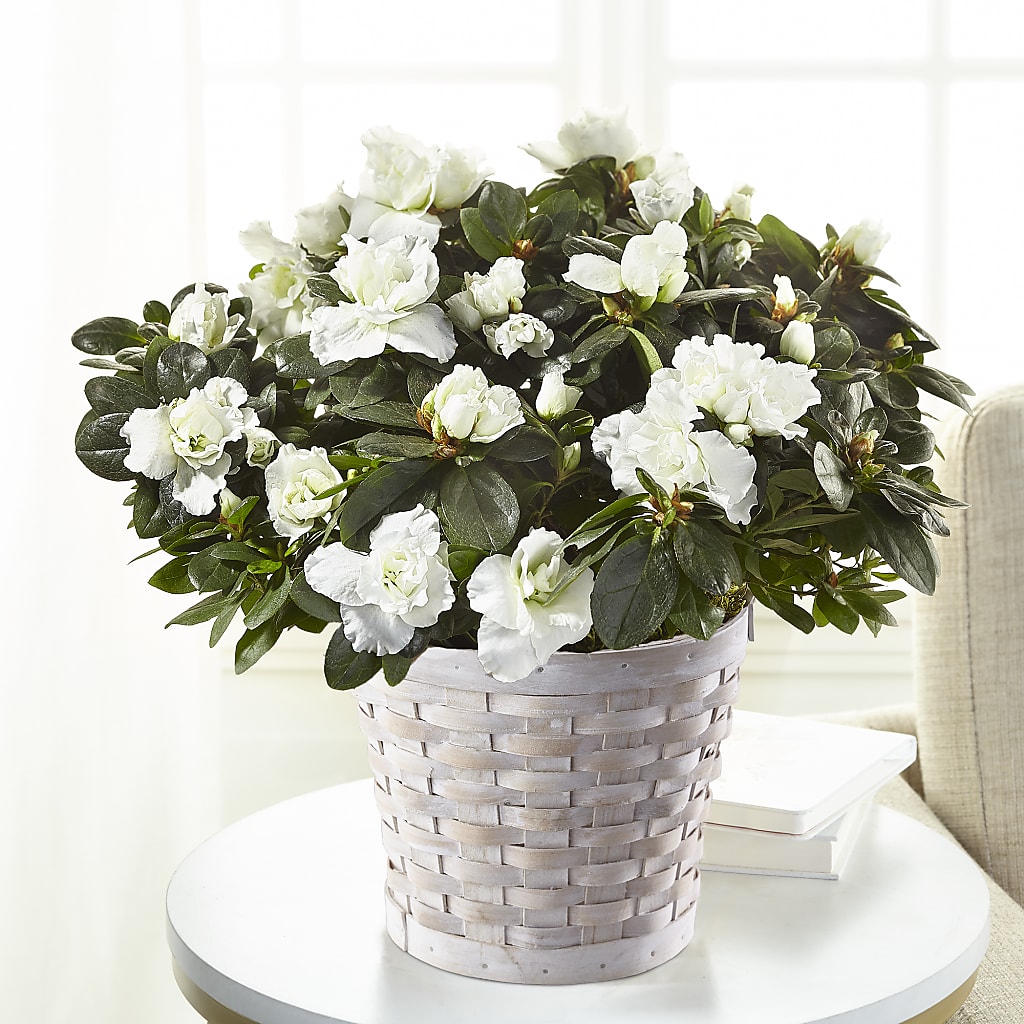 White Azalea Plant – Red Rose Flowers, Salinas CA
