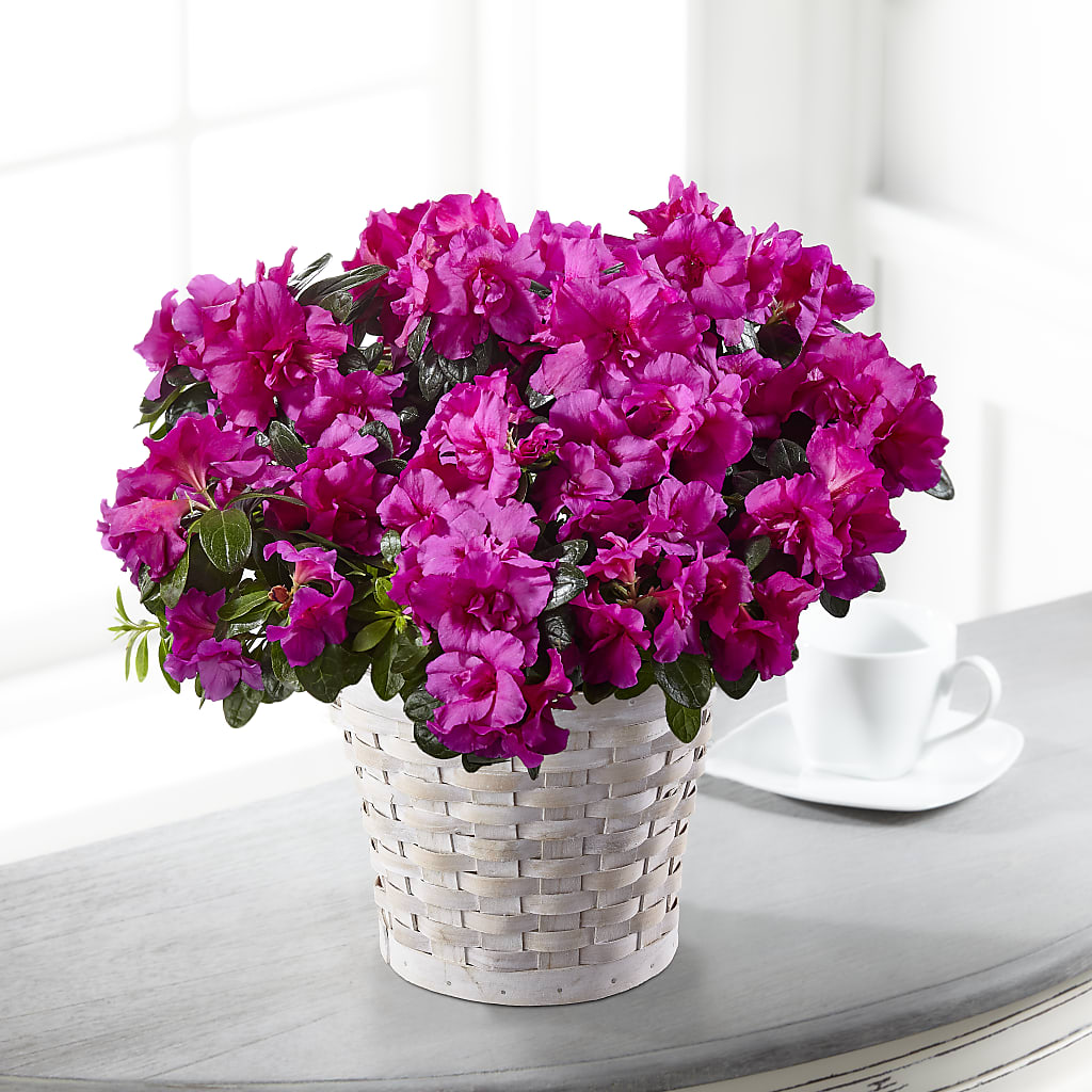 Hope & Serenity Azalea Plant – Red Rose Flowers, Salinas CA