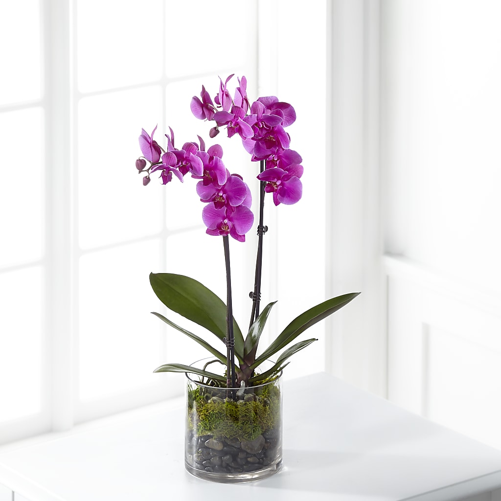 Pink Orchid Plant – Red Rose Flowers, Salinas CA