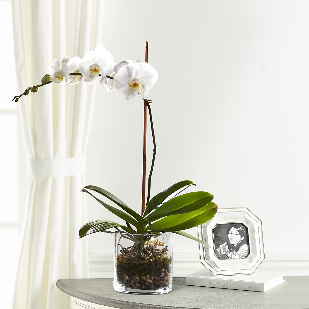 White Orchid Planter – Red Rose Flowers, Salinas CA