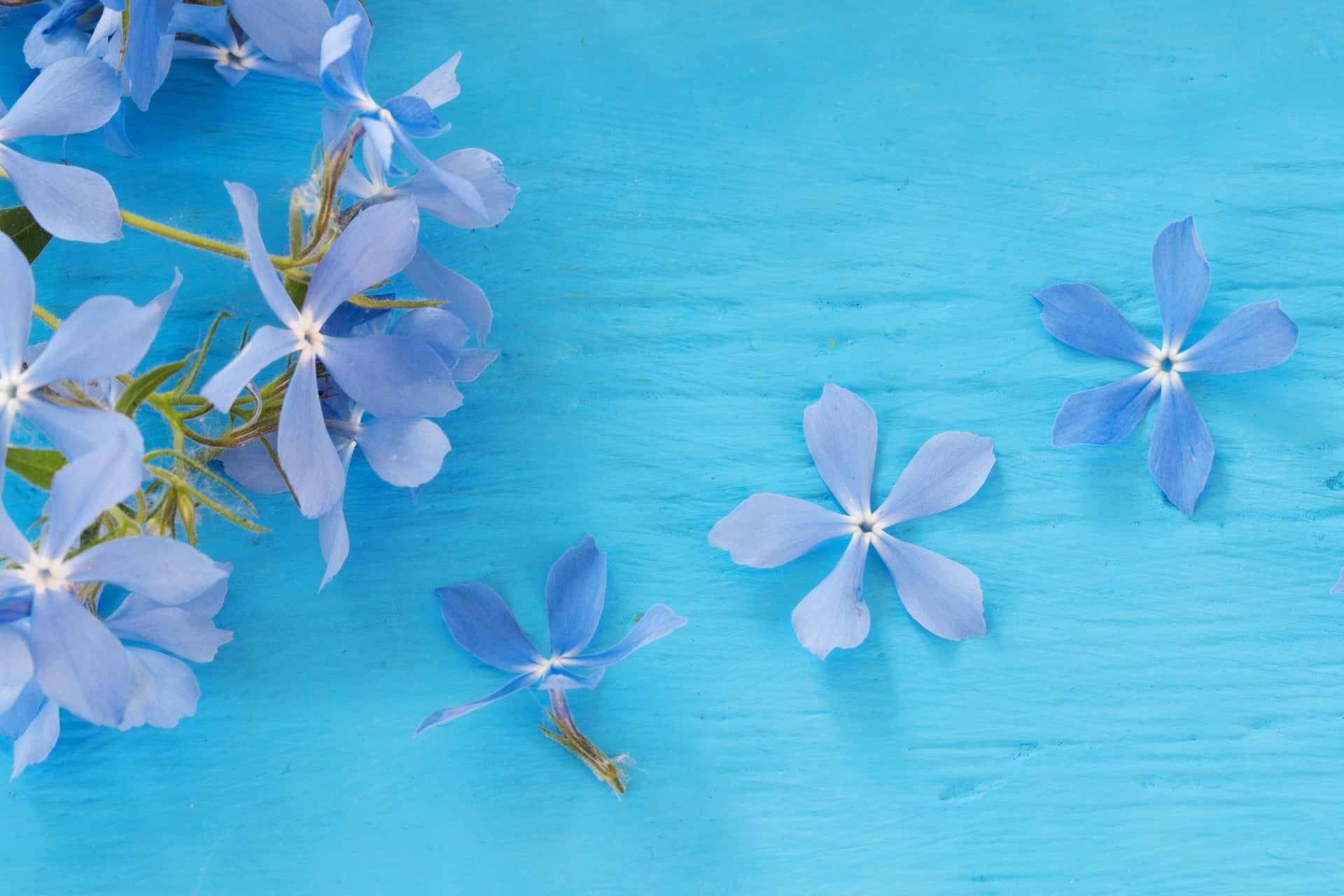 Blue Flowers