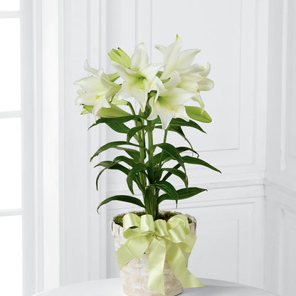 Easter Lily Plant –  Red Rose Flowers, Salinas CA