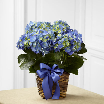 Blue Hydrangea Planter –  Red Rose Flowers, Salinas CA