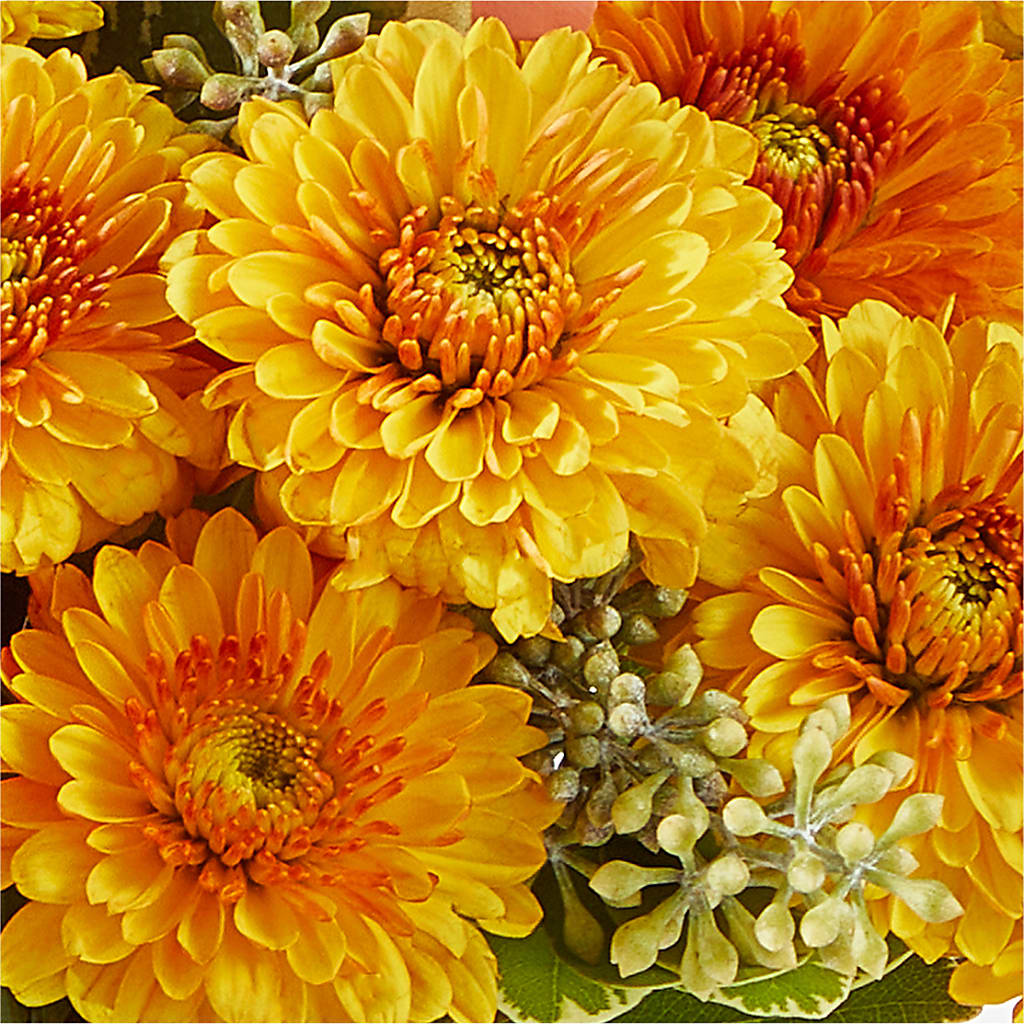 Peachy Pumpkin –  Red Rose Flowers, Salinas CA
