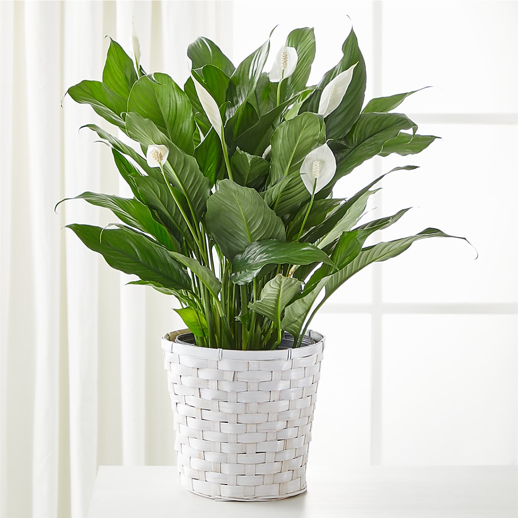 red peace lily indoor A New Leaf Peace Lily