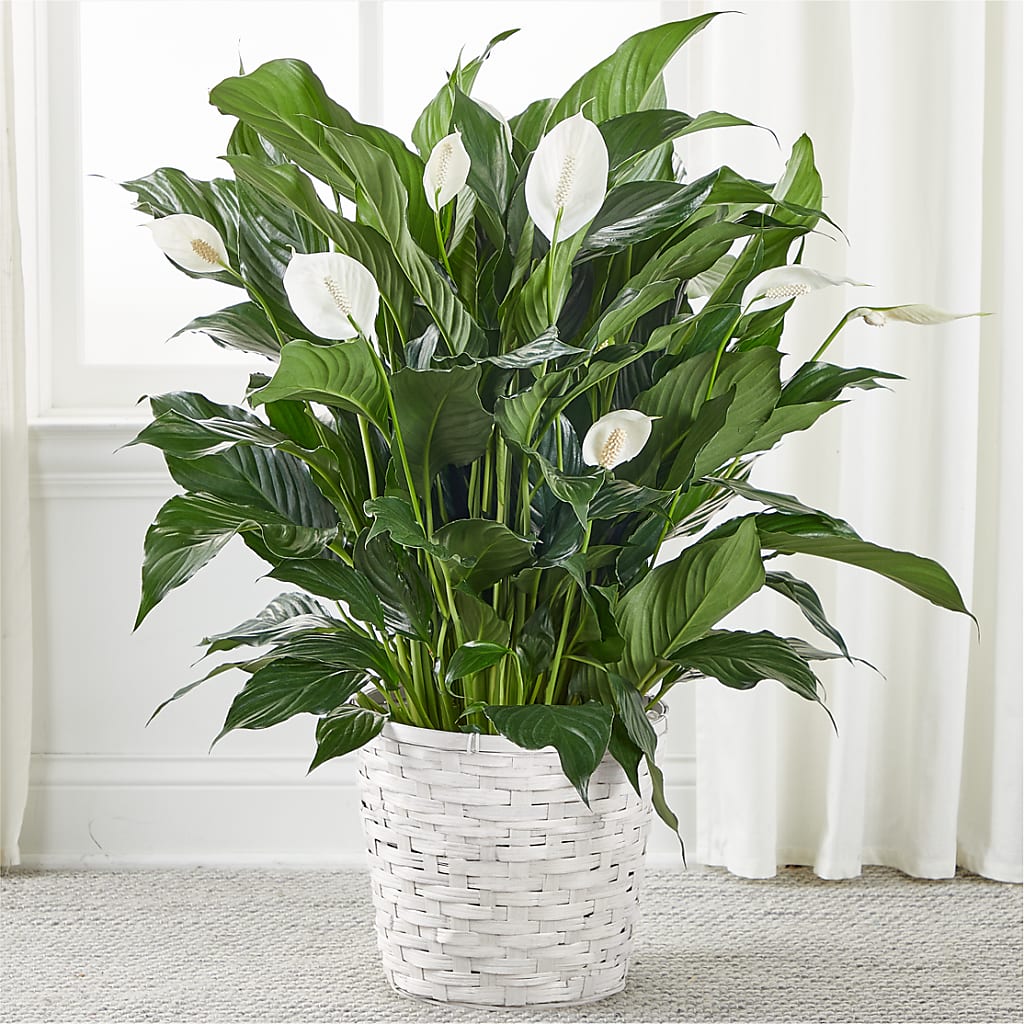 peace lily red A New Leaf Peace Lily