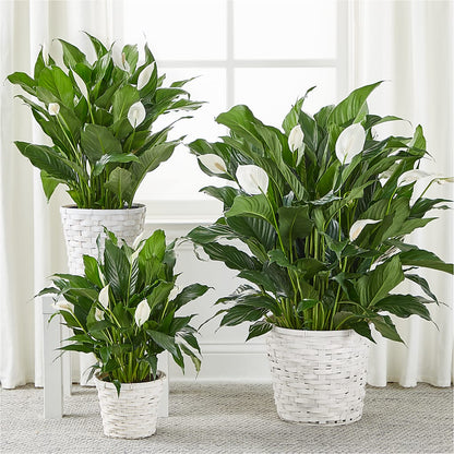A New Leaf Peace Lily –  Red Rose Flowers, Salinas CA