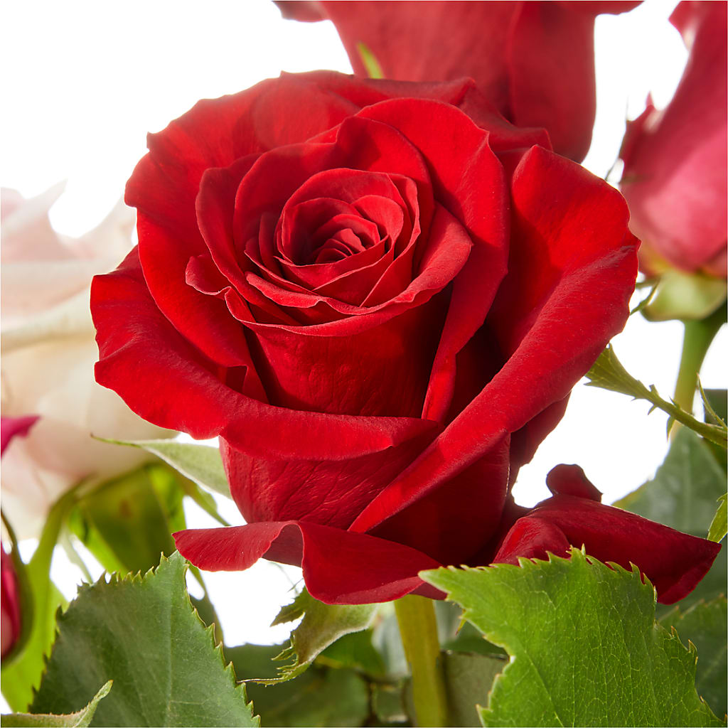 Love Notes Rose Bouquet –  Red Rose Flowers, Salinas CA